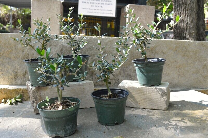 4" Euro Olive