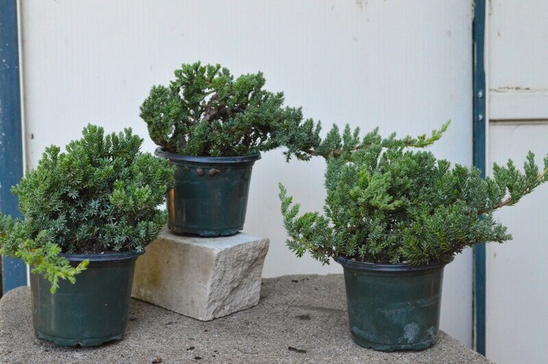 Green Mound Juniper 4"