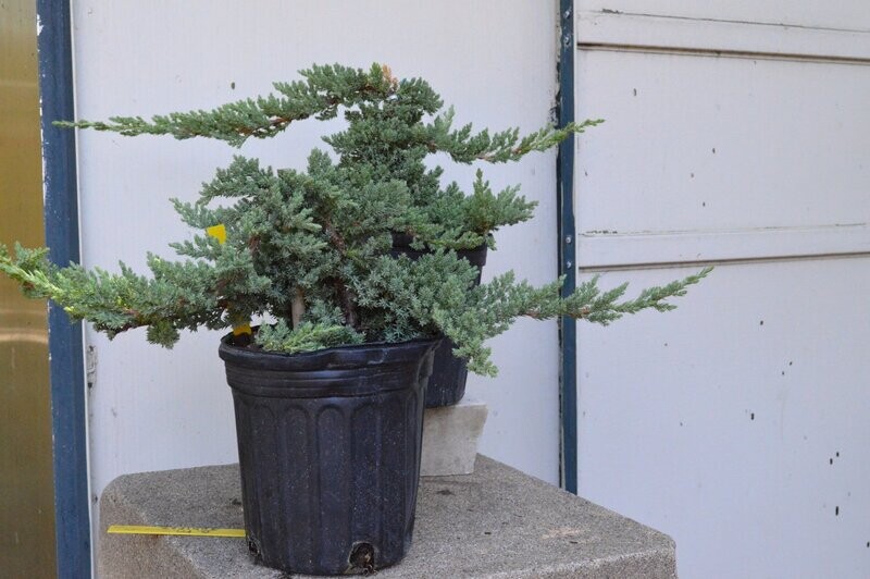 Green Mound Juniper 6"