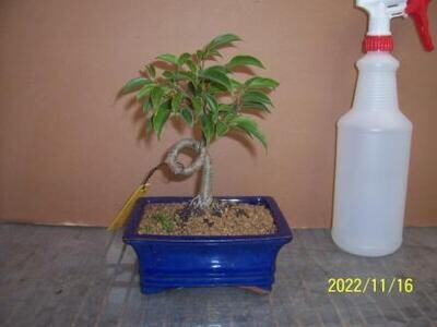 Coiled-Trunk Ficus (SCB22t111)