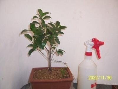 Ficus microcarpa (SCB22t114)