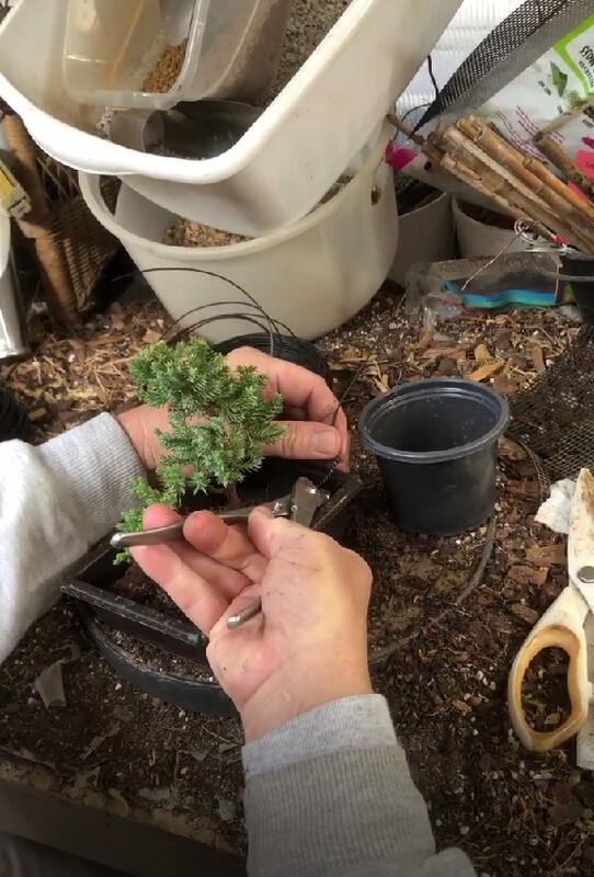 Green Mound Juniper Bonsai Instructional Video