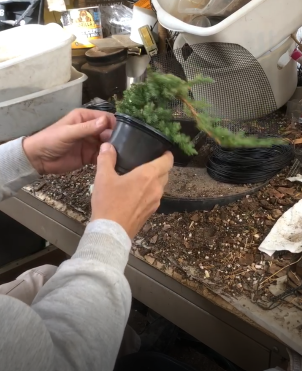 Green Mound Juniper Bonsai Instructional Video