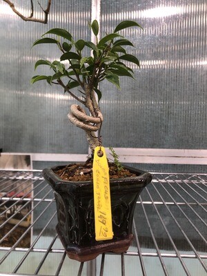 Double-twist Ficus (SCB22t113)
