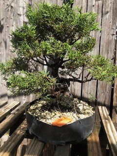 Shimpaku Juniper (LLT-036)