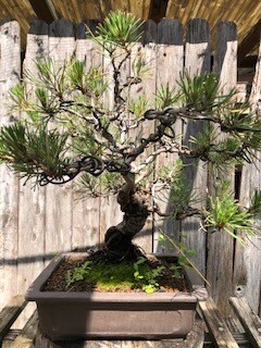 Japanese Black Pine (SCB-21-04)