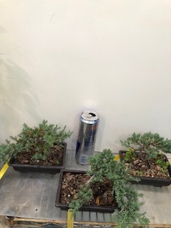 GREEN MOUND JUNIPER BONSAI (SCB 23-26)