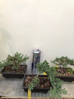 GREEN MOUND JUNIPER BONSAI (SCB 23-26)