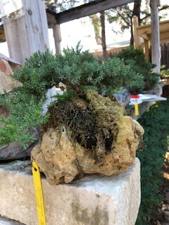 GREEN MOUND JUNIPER ON NATURAL STONE (SCB 23-27)