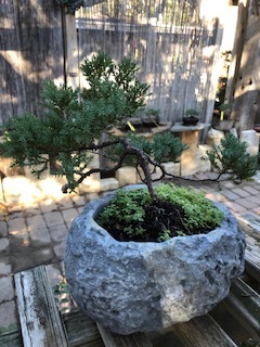 GREEN MOUND JUNIPER IN CONCRETE POT (SCB 23-28)