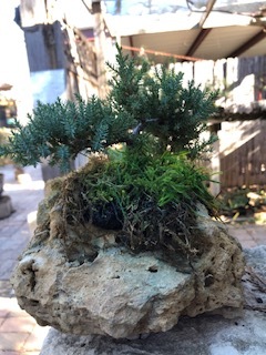 GREEN MOUND JUNIPER ON NATURAL STONE (SCB 23-27)