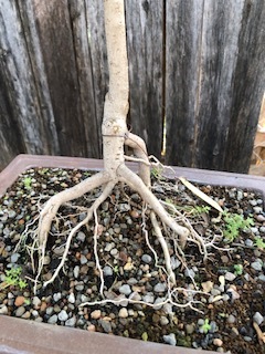 LIGUSTRUM BONSAI,   Collected in 2008   (SCB 23-29)