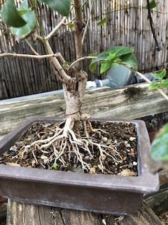 LIGUSTRUM BONSAI, Collected in 2008 (SCB 23-31)