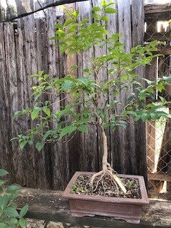 LIGUSTRUM BONSAI,   Collected in 2008   (SCB 23-29)