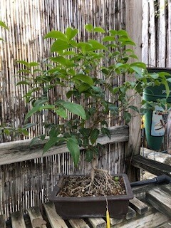 LIGUSTRUM BONSAI, Collected in 2008  (SCB 23-30)