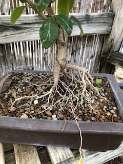 LIGUSTRUM BONSAI, Collected in 2008  (SCB 23-30)