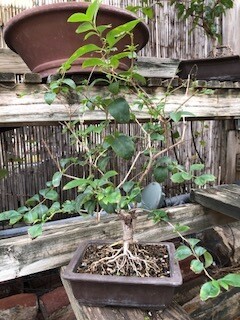 LIGUSTRUM BONSAI, Collected in 2008 (SCB 23-31)