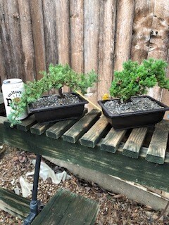 GREEN MOUND JUNIPER BONSAI