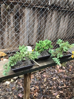 GREEN MOUND JUNIPER BONSAI