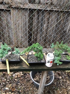 GREEN MOUND JUNIPER BONSAI