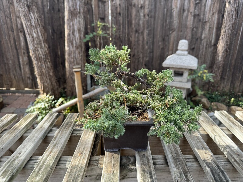 GREEN MOUND JUNIPER BONSAI (JPO-05)