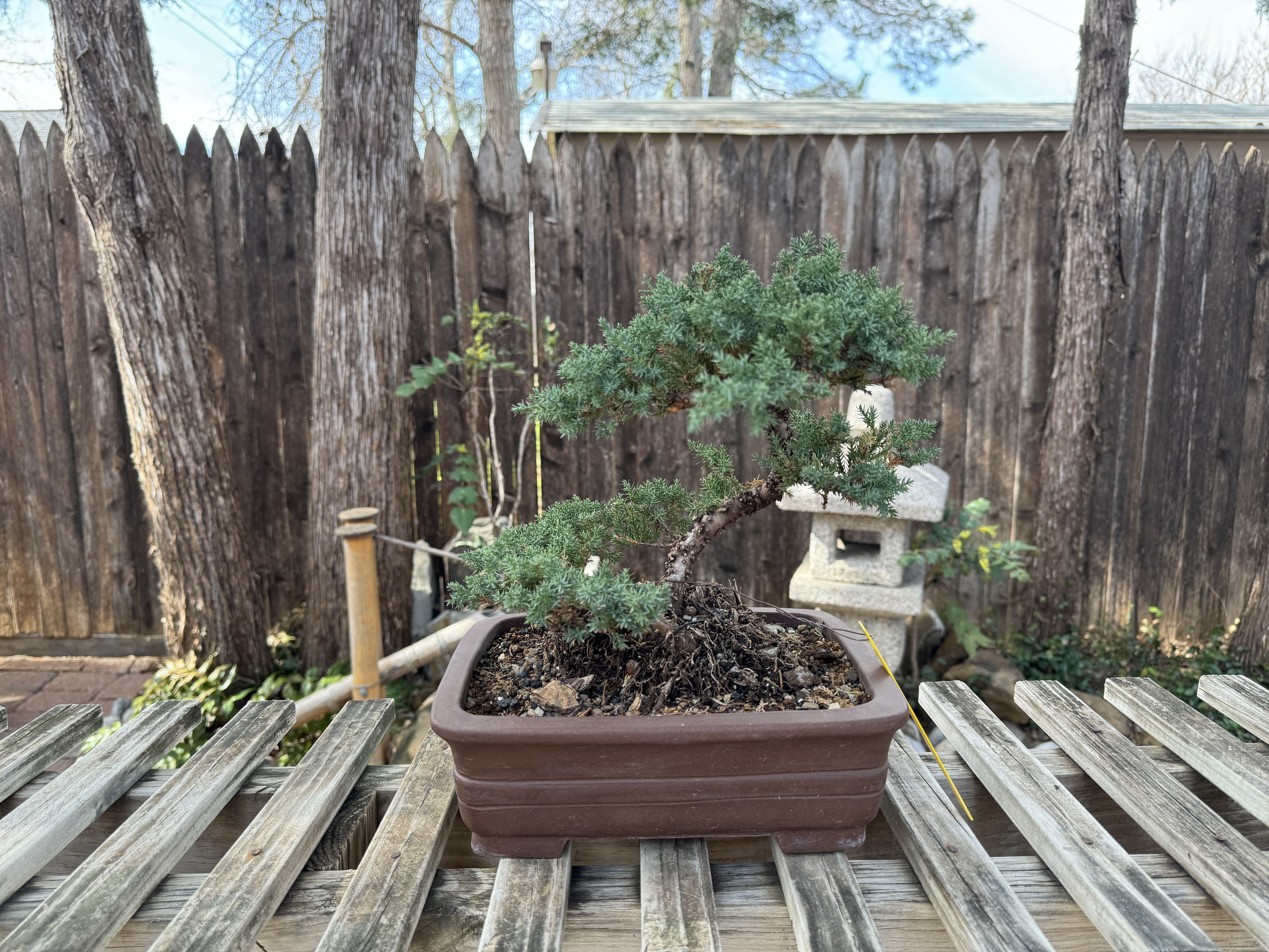 GREEN MOUND JUNIPER BONSAI (#010)