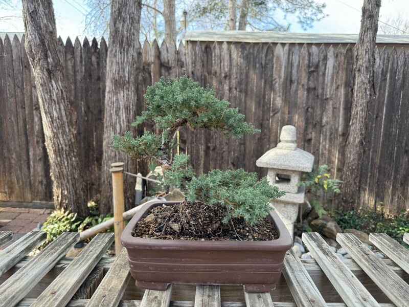 GREEN MOUND JUNIPER BONSAI (#010)