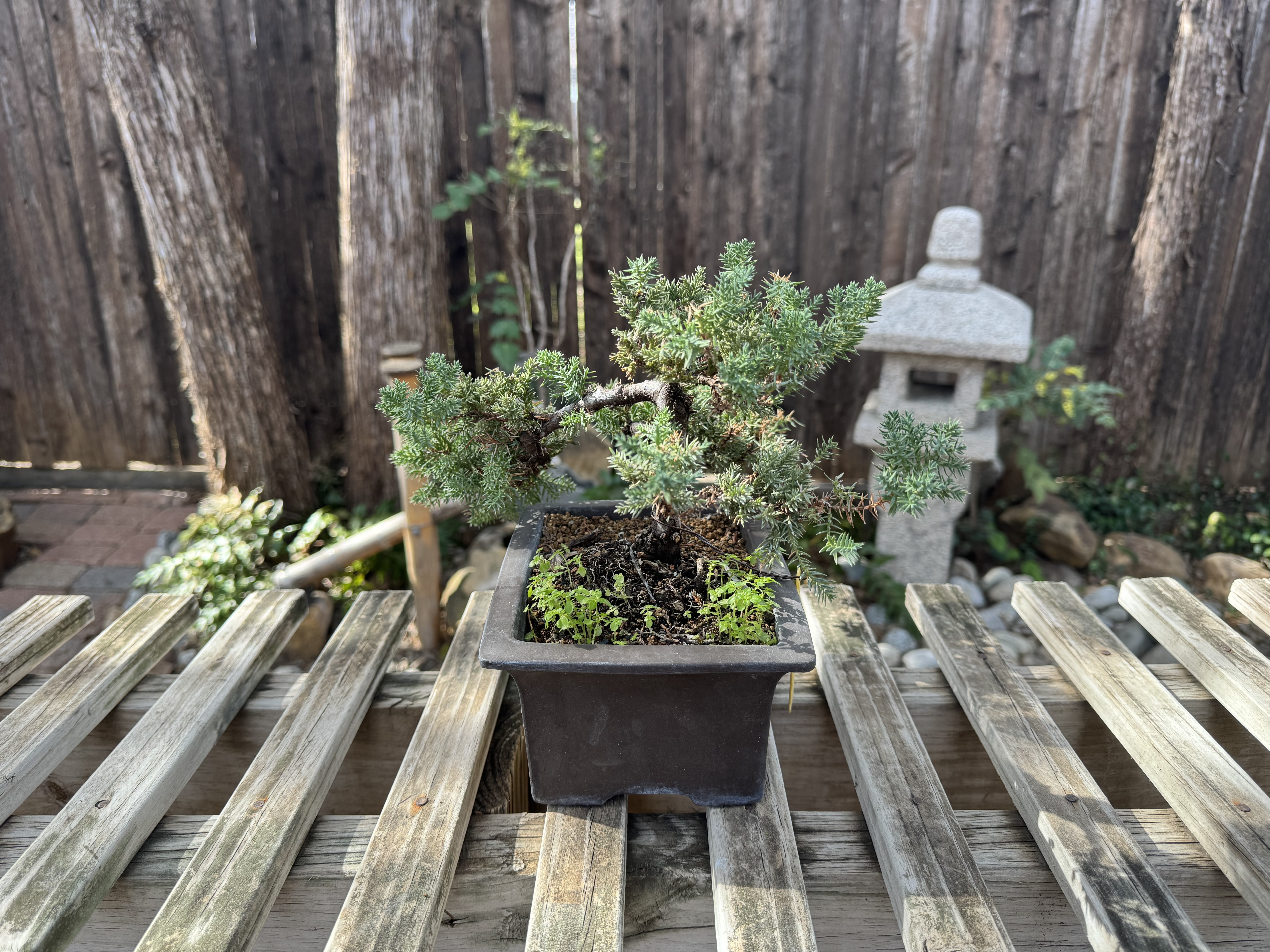 GREEN MOUND JUNIPER BONSAI (JPO-05)