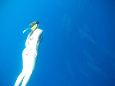 Snorkelling with Bluefin Tuna