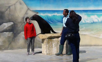 Sea lion Interaction
