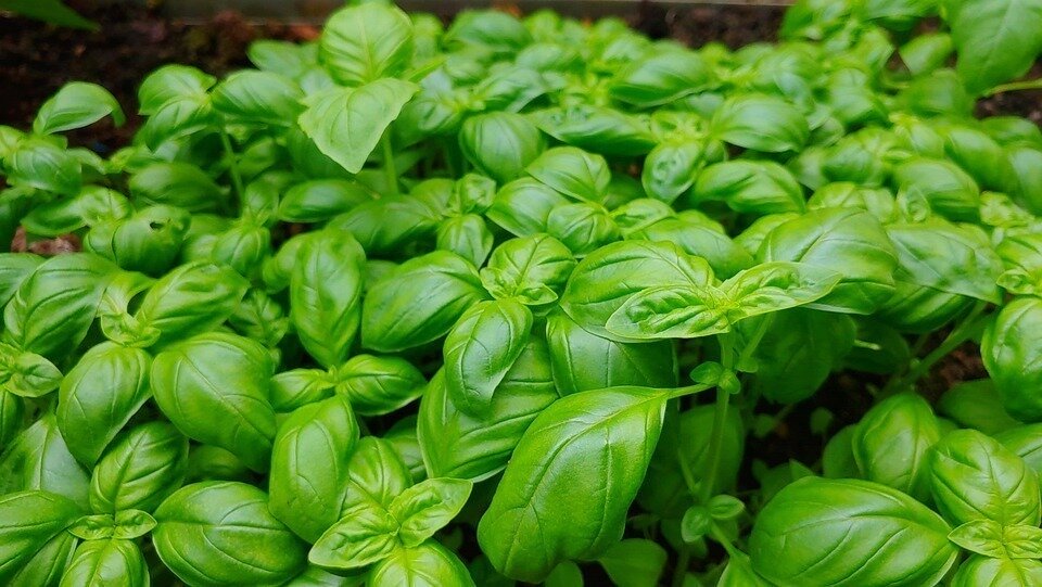 Albahaca Fresca