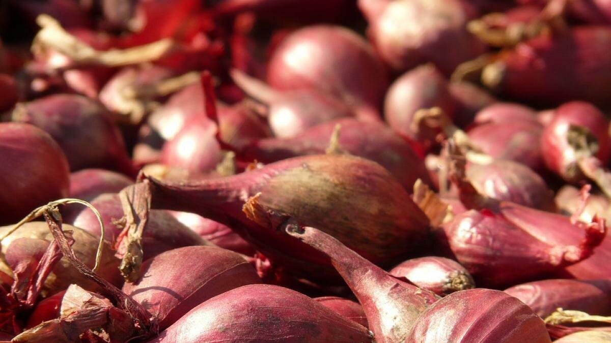 Cebolla Chalotta