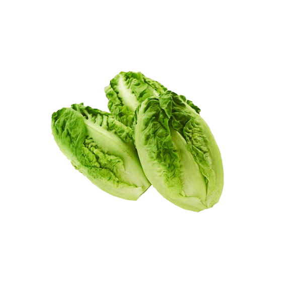 Cogollos Lechuga