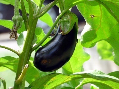 Berenjena Negra