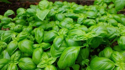 Albahaca Fresca