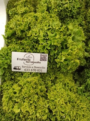 Lechuga Batavia