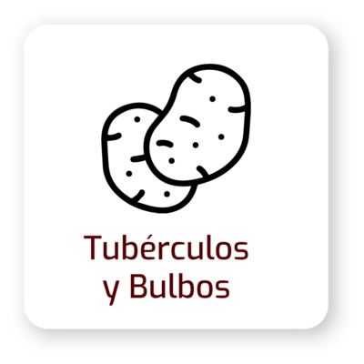 Tubérculos y bulbos