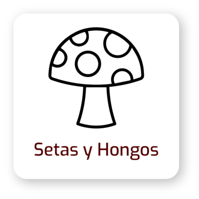 Setas y Hongos