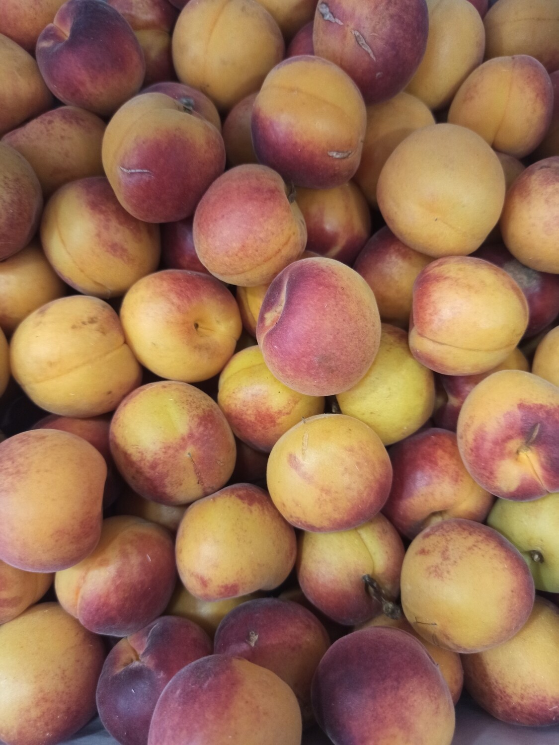 Albaricoque MONIQUI de Tobarra