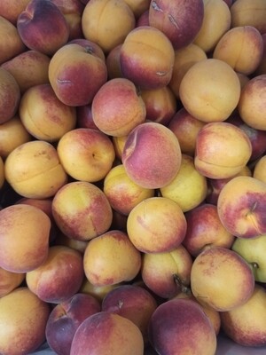 Albaricoque MONIQUI de Tobarra