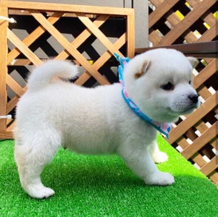 KARSON: Cream Shiba Inu puppy
