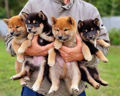 Shiba Inu Puppies for Sale - Find Your Perfect Companion