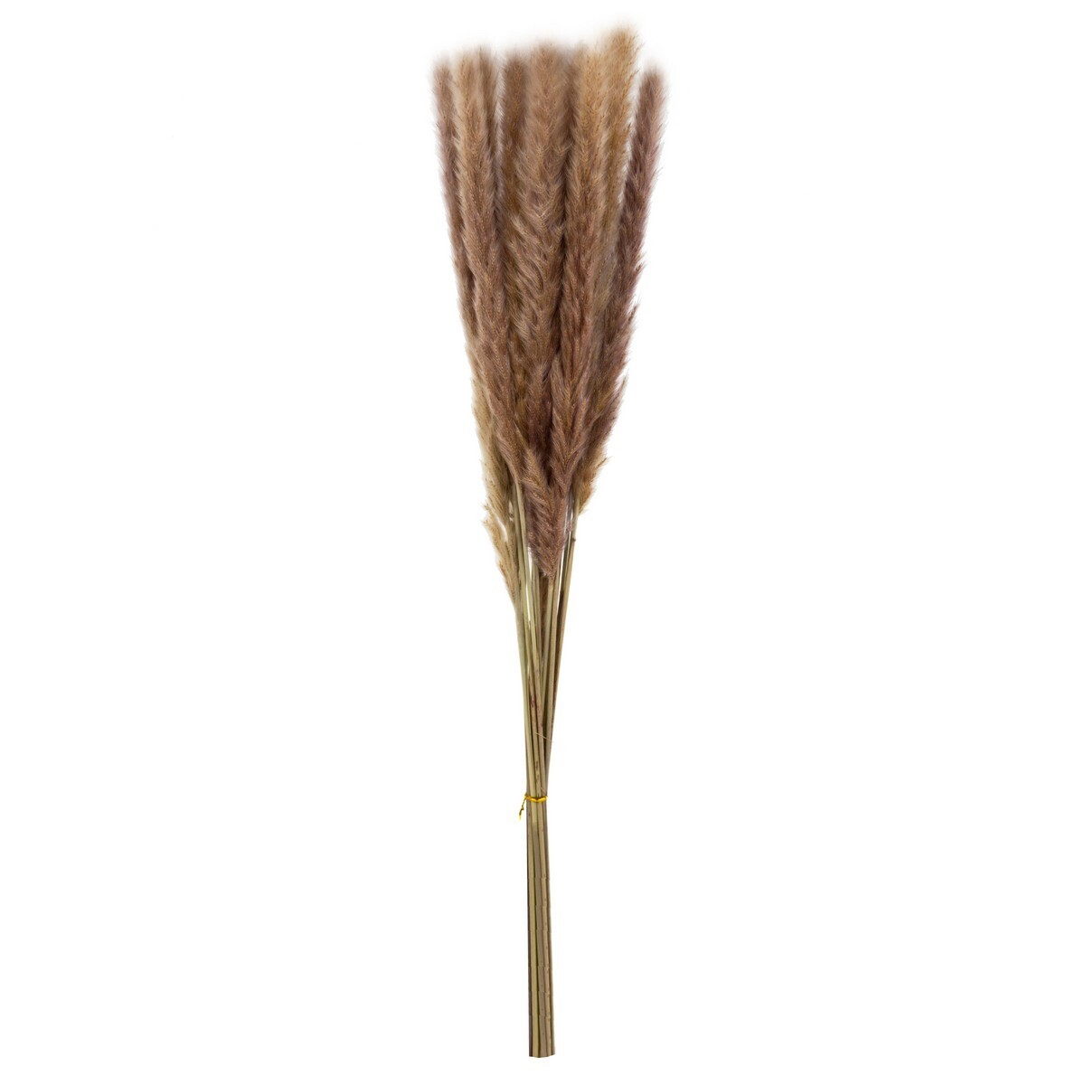 Набор пампасной травы 15 шт 60-70 см