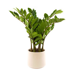Растение искусственное Замиокулькас в кашпо 61 см
