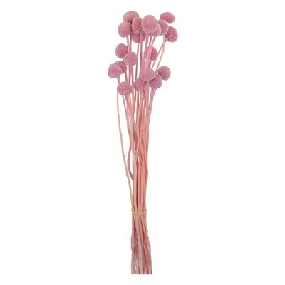 Набор розовой краспедии 60 см 20 шт