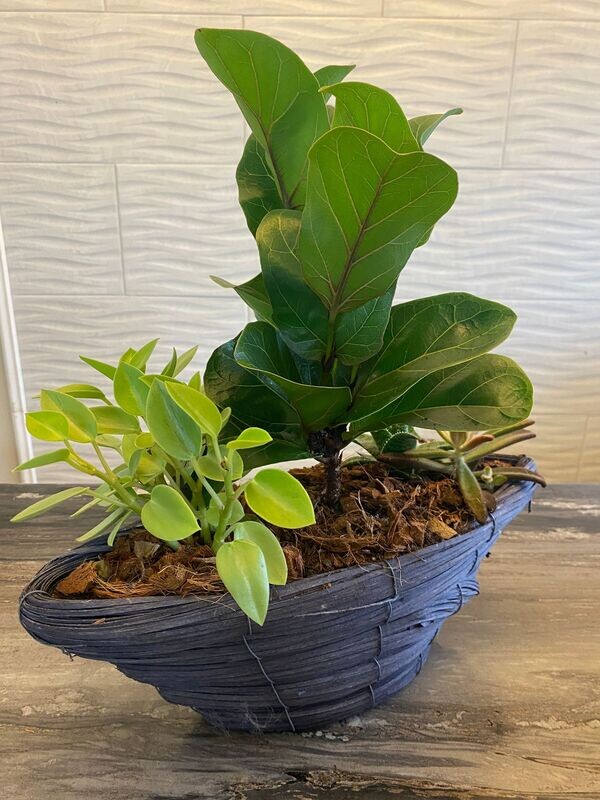 Fall Ficus
