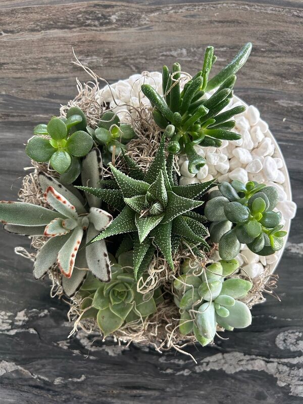 Succulent Garden