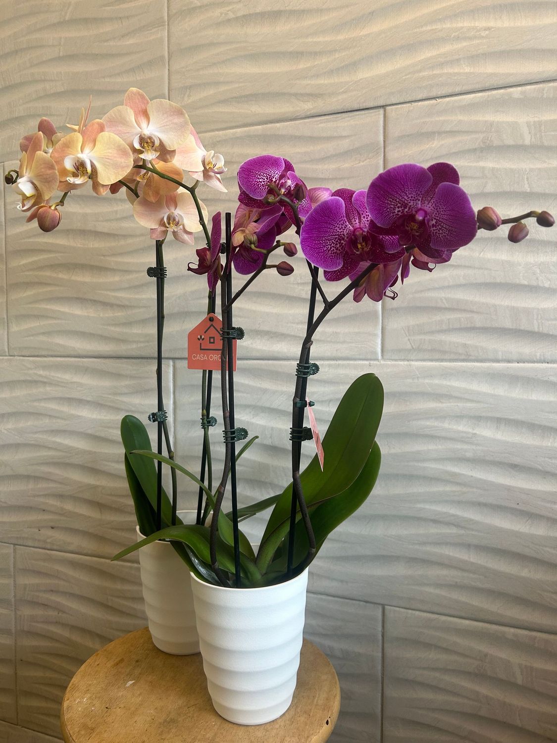 Mother’s Day Orchid