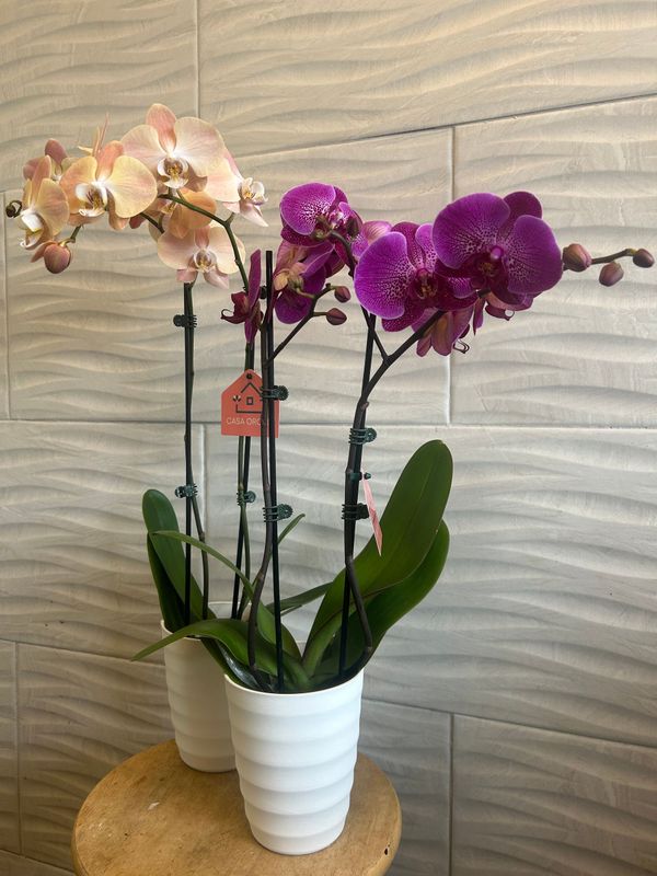 Mother’s Day Orchid
