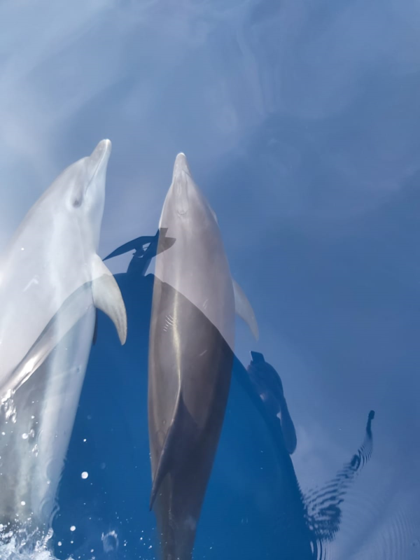 Sortie Wildlife Watching / Dauphins